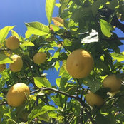 Foto de lemongroves