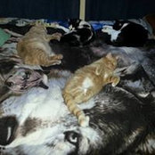 Laura McCarl's photo