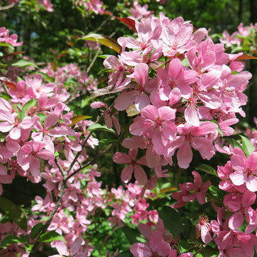 Gardens & walkways in North Andover, MA