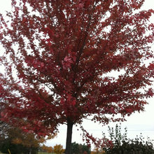 Trees