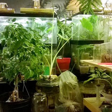 Various terrarium pics