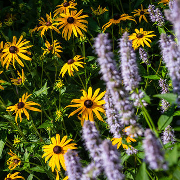 Landscape Design - Plant Combinations