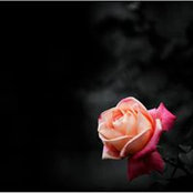 Irit Sharon's photo