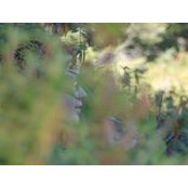 Steph M-Hamilton's photo
