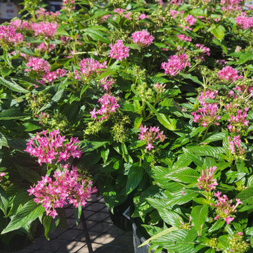 Plant catalog athens ec lanscaping