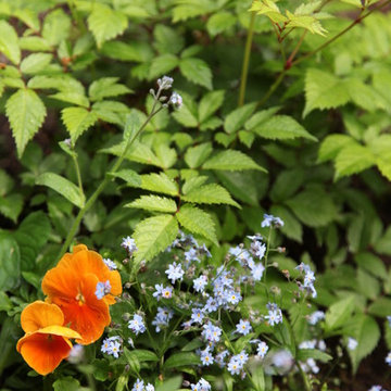 Woodland Garden