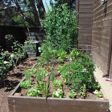 Side Yard