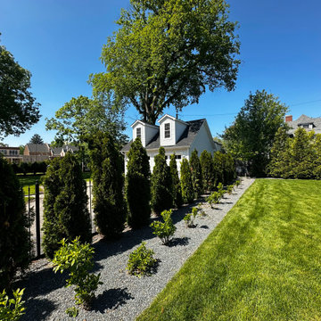 Emerald Green Arborvitae
