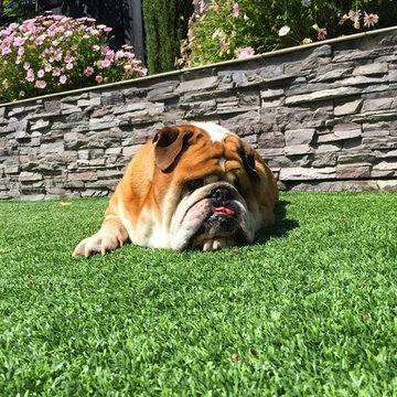 Pet-Friendly Artificial Grass