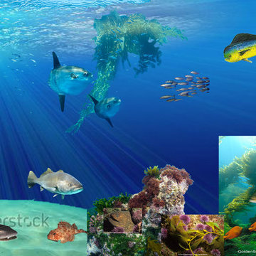 Pacific Coast Underwater Scene in Glass