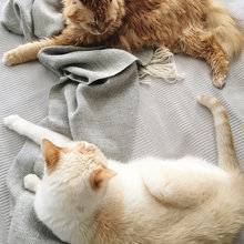 Pets