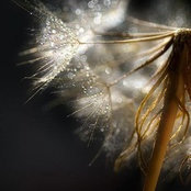 Dina Anderson's photo