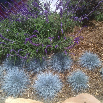 Drought tolerant / natural landscape