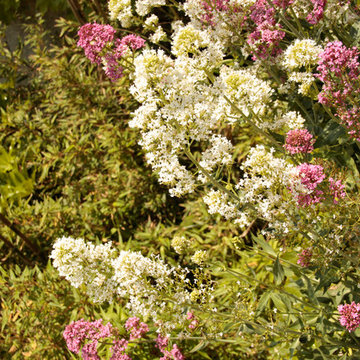 JARDIN & MURETTES