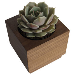 Modern Indoor Pots And Planters by dms-design