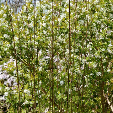 PLANT ASSOCIATIONS: Trees and Shrubs