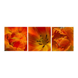 Tulip Series #1 - Fine Art Prints