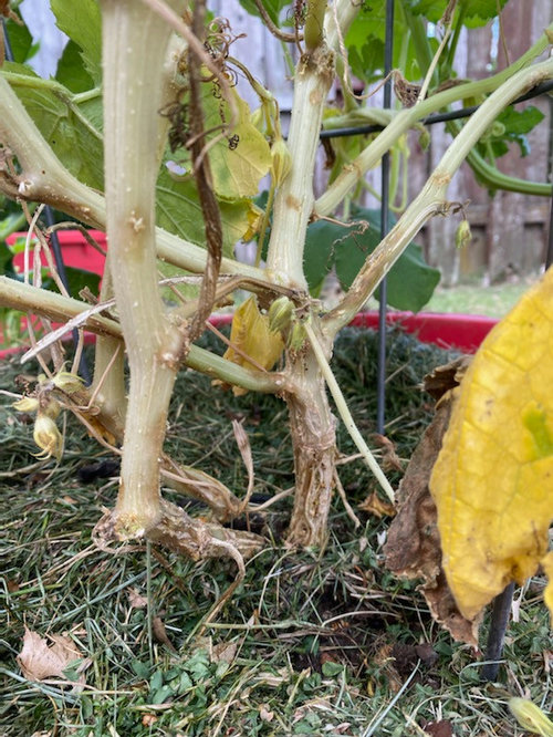 What's wrong with my squash plant? (borers?)