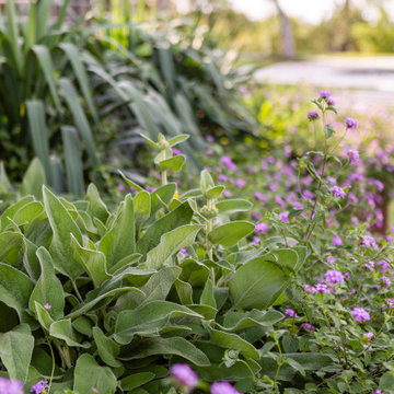 West Lake Hills | Drought-Tolerant Planting