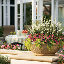 Container Plants
