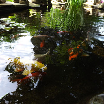 KOI POND