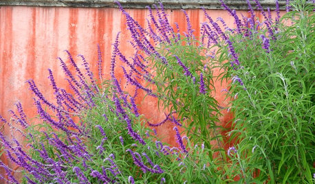 10 Plants for Colorful Fall Blooms in the Drought-Tolerant Garden