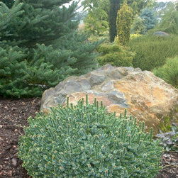 Pimoko Serbian Spruce - Plants