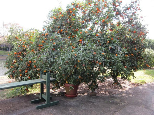 How Much Fruit Are You Getting From Your Potted Citrus Tree