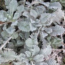 foliage