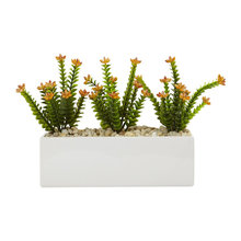 Plants