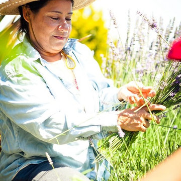 Lavender Harvest for Organic, Biodynamic Essential Oil Distillation