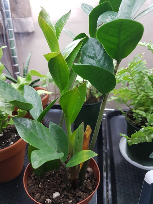 ZZ plant turning brown