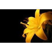 Anja Traja's photo