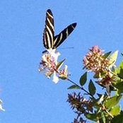 Gracie Waggener's photo