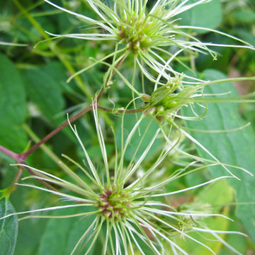 Clematis virginiana
