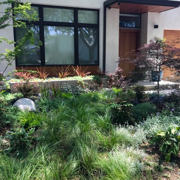 No mow grass river moves to separate two Japanese Maple.