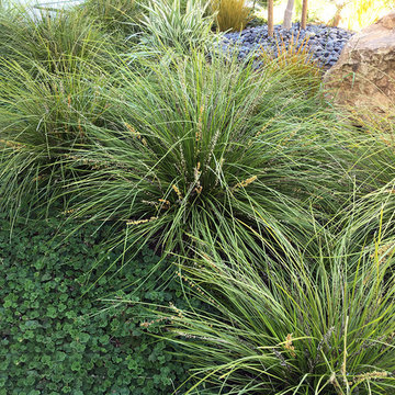 Modern Water-Side Landscape Remodel - Front Lawn Replaced, Novato, CA