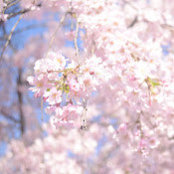 Simeng Yang's photo