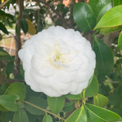 Carol Morley's photo