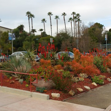 Turf Reduction Project at Brentwood School in Los Angeles