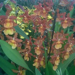 orchids - Products