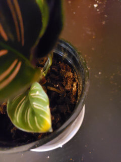 calathea leaves turning yellow and brown at tips. few crispy edges. | Houzz  Forum