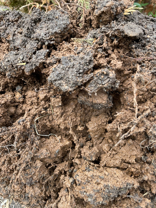 A third of my arborvitae trees died