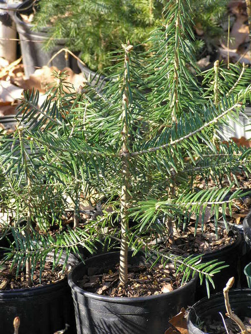 Fir ID?