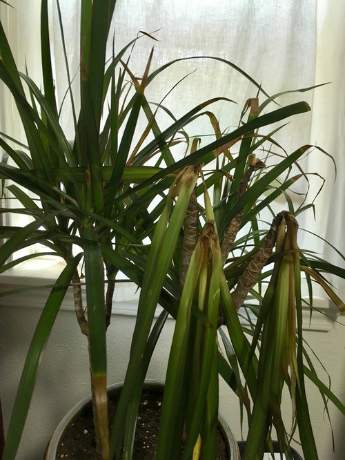 Dracaena leaves yellowing from stem. Help please!