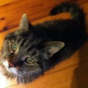 Jennifer Coultes-Vrana's photo