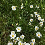Jane Craig's photo