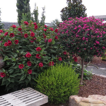Golden Dream Boxwood