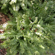 Dry Shade Plants