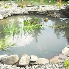 pond